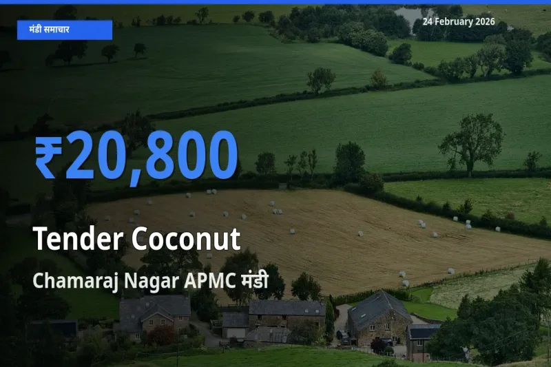 आज Tender Coconut के सबसे ऊँचे दाम ₹20,800 Chamaraj Nagar APMC मंडी में