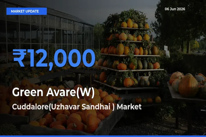Cuddalore(Uzhavar Sandhai ) Leads as Top Mandi for Green Avare(W) Prices