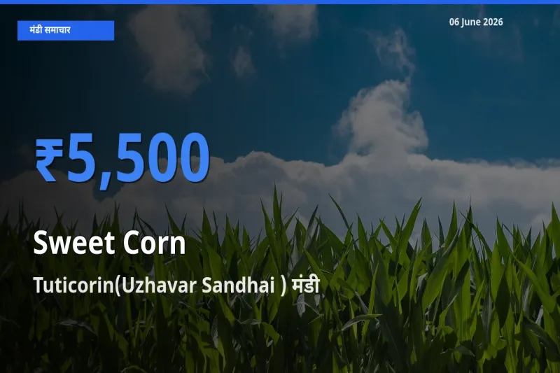आज का मंडी भाव: स्वीट कॉर्न के सबसे ज़्यादा दाम Tuticorin(Uzhavar Sandhai ) में