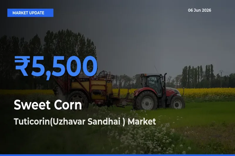 Tuticorin(Uzhavar Sandhai ) Records Highest ₹5,500 Rate for Sweet Corn