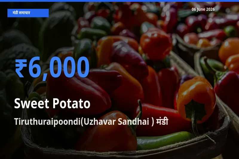 आज का मंडी भाव: शकरकंद के सबसे ज़्यादा दाम Tiruthuraipoondi(Uzhavar Sandhai ) में