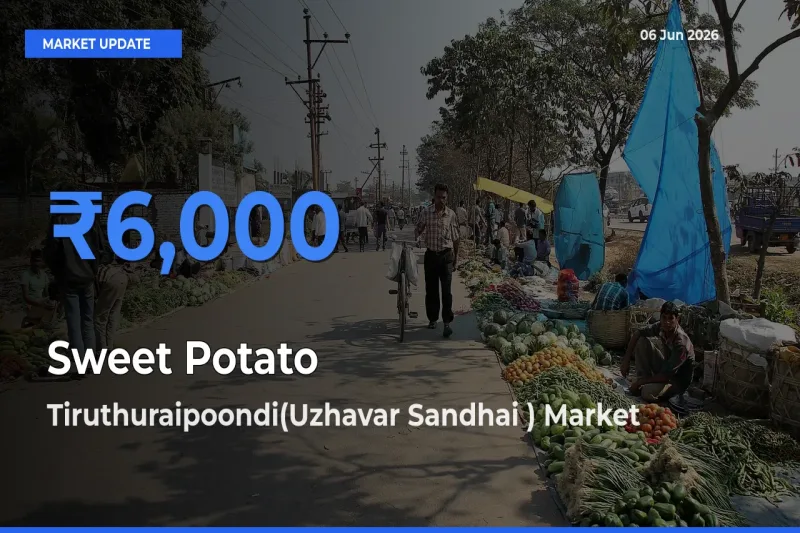 Tiruthuraipoondi(Uzhavar Sandhai ) Emerges as Top Mandi for Sweet Potato Prices Today