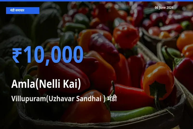 बाज़ार संकेत: Villupuram(Uzhavar Sandhai ) बना आंवला के लिए आज की टॉप मंडी