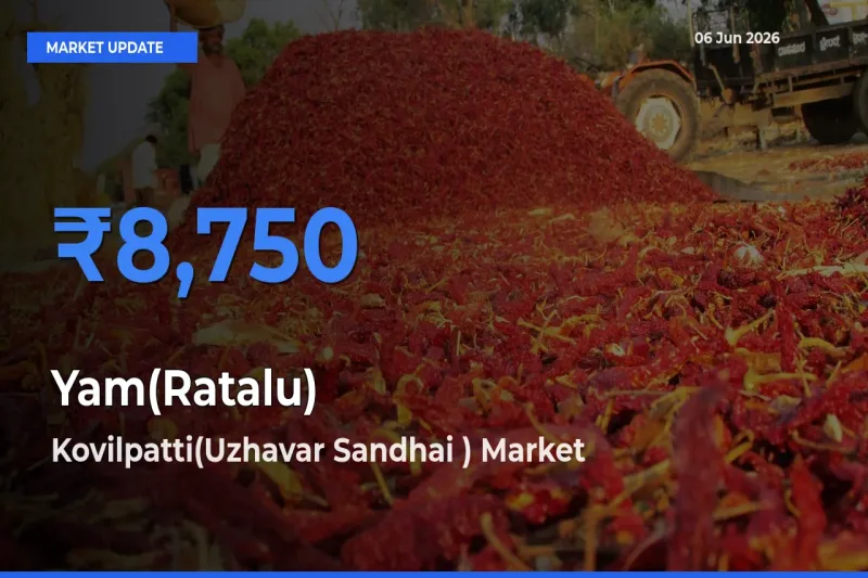 Kovilpatti(Uzhavar Sandhai ) Offers ₹8,750 – Highest Yam(Ratalu) Rate Today