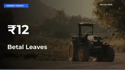 Betal Leaves Trend Strengthens Across Major Mandis