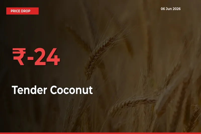Sharp Fall! Tender Coconut Prices Plunge 24.34% in a Day at Key Mandis