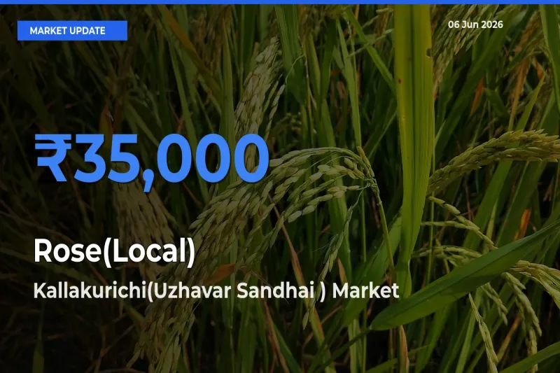 Kallakurichi(Uzhavar Sandhai ) Offers ₹35,000 – Highest Rose(Local) Rate Today