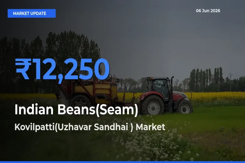 Market Watch: Kovilpatti(Uzhavar Sandhai ) Becomes Top Mandi for Indian Beans(Seam)