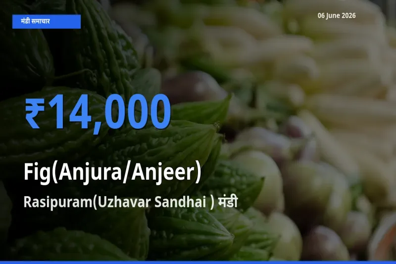 बाज़ार संकेत: Rasipuram(Uzhavar Sandhai ) बना अंजीर के लिए आज की टॉप मंडी