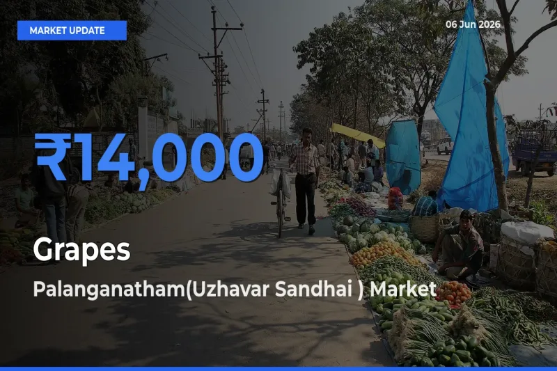 Farmers Prefer Palanganatham(Uzhavar Sandhai ) as Grapes Hits Highest Rate