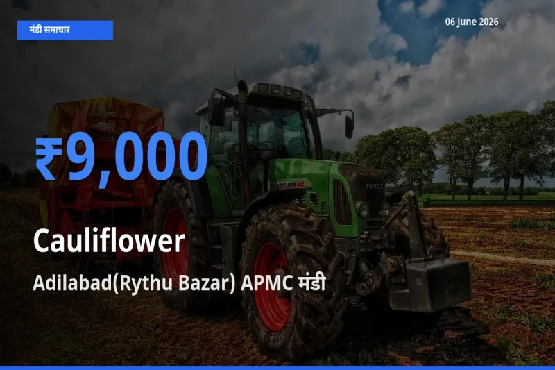 Adilabad(Rythu Bazar) APMC मंडी में आज फूलगोभी के सबसे ऊँचे दाम दर्ज