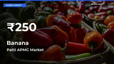 Banana Prices Touch 30-Day Low in Patti APMC – June 06 Update