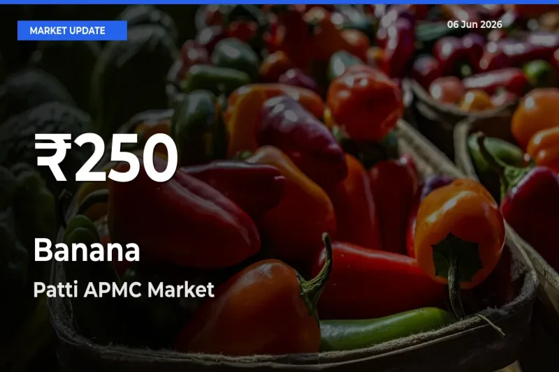 Banana Prices Touch 30-Day Low in Patti APMC – June 06 Update