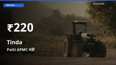 टिंडा के दामों में गिरावट, Patti APMC में 30 दिन का न्यूनतम भाव