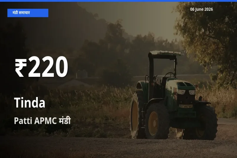 टिंडा के दामों में गिरावट, Patti APMC में 30 दिन का न्यूनतम भाव
