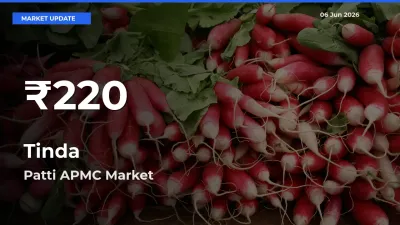 Farmers Concerned as Tinda Hits 30-Day Low in Patti APMC