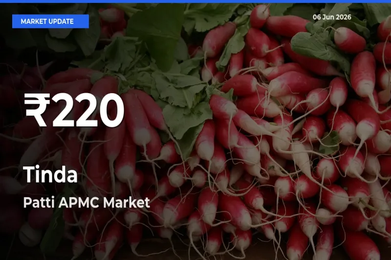 Farmers Concerned as Tinda Hits 30-Day Low in Patti APMC