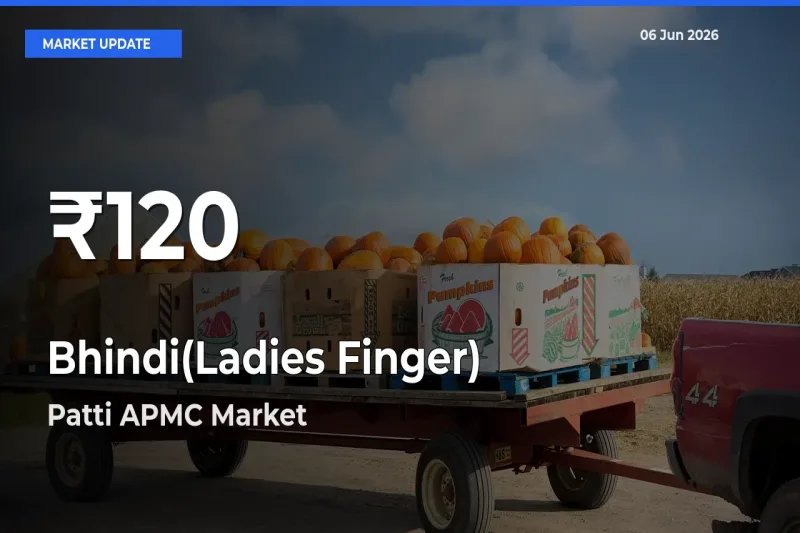 Big Drop! Bhindi(Ladies Finger) Slides to 30-Day Low at Patti APMC