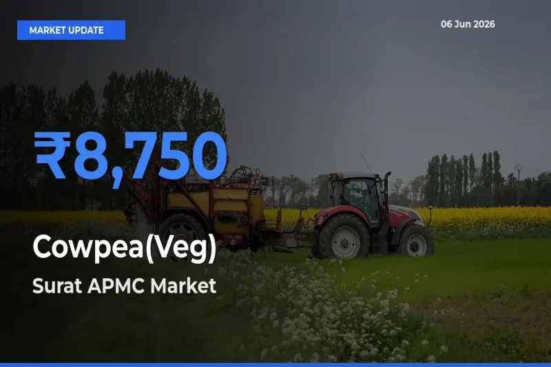 Top Performer! Surat APMC Offers Best Cowpea(Veg) Price Today