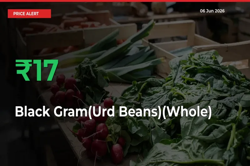 17.23% Spike in Black Gram(Urd Beans)(Whole) Prices – Mandi Sees Sudden Rally