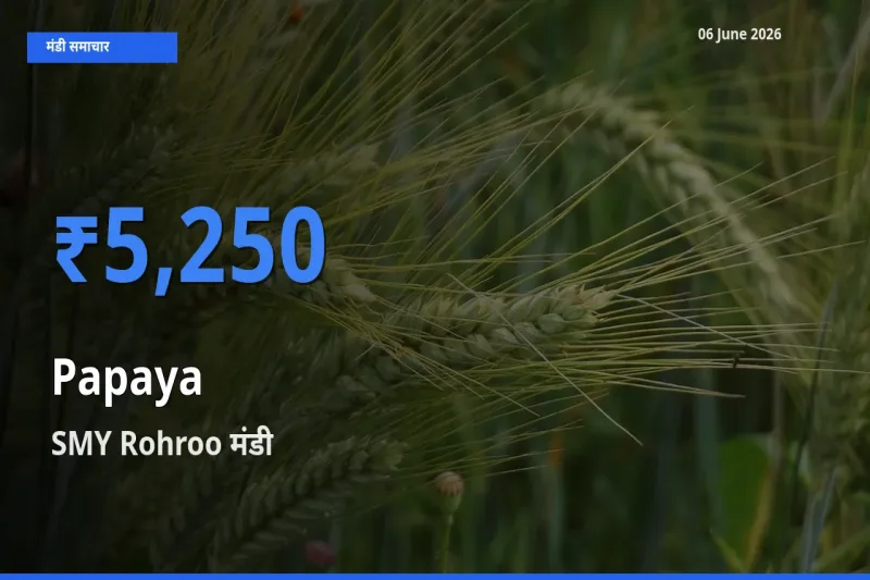 बाज़ार संकेत: SMY Rohroo बना पपीता के लिए आज की टॉप मंडी