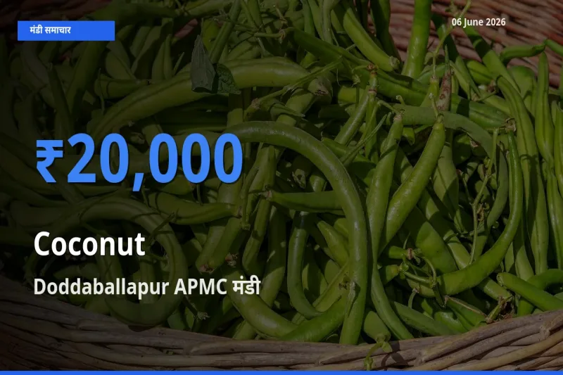 Doddaballapur APMC मंडी में आज नारियल के सबसे ऊँचे दाम दर्ज