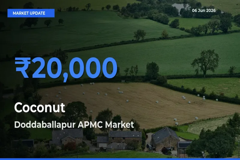 Coconut Mandi Rate Today: Doddaballapur APMC Tops the List