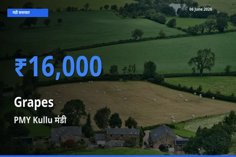 बाज़ार संकेत: PMY Kullu बना अंगूर के लिए आज की टॉप मंडी
