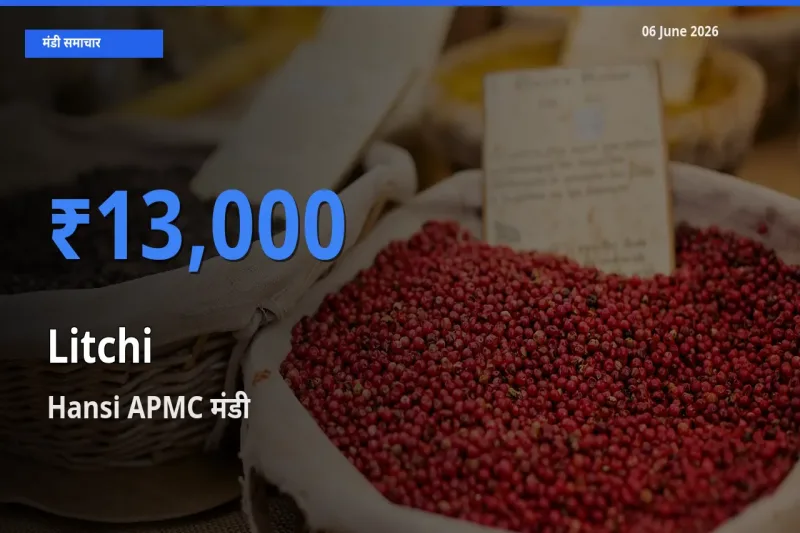 आज लीची के सबसे ऊँचे दाम ₹13,000 Hansi APMC मंडी में