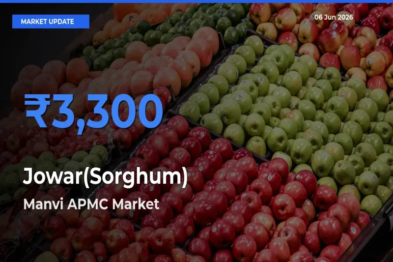 Top Performer! Manvi APMC Offers Best Jowar(Sorghum) Price Today
