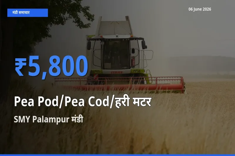 बाज़ार संकेत: SMY Palampur बना मटर की फली के लिए आज की टॉप मंडी