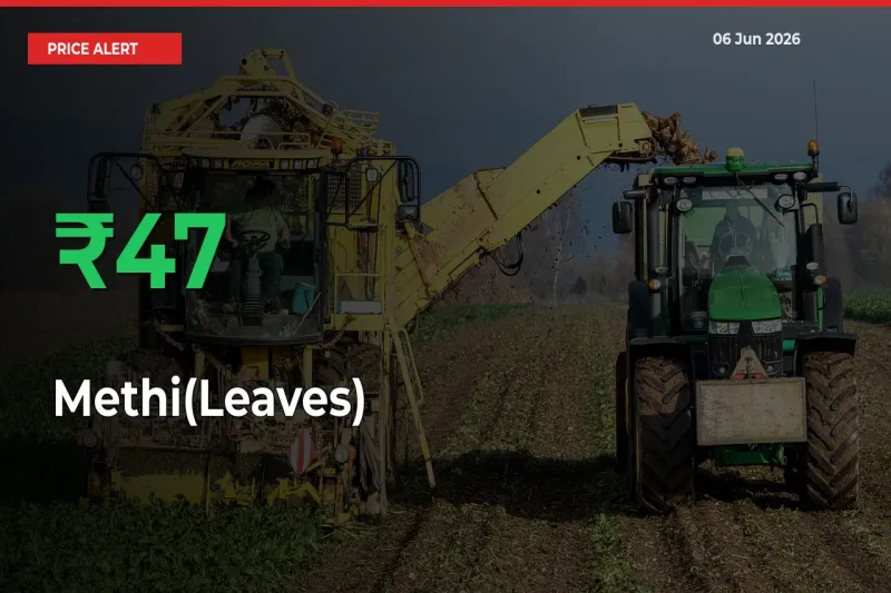 Sudden 46.54% Rally in Methi(Leaves) Prices Across Mandis
