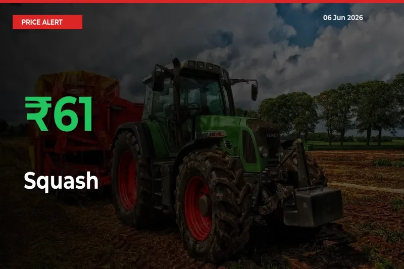 Big Rally! Squash Climbs 60.93% in 24 Hours at Top Mandis