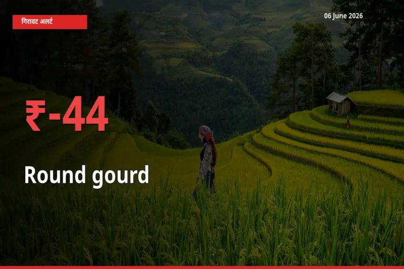 अचानक झटका! मंडी में गोल लौकी के दाम 44.13% टूटे