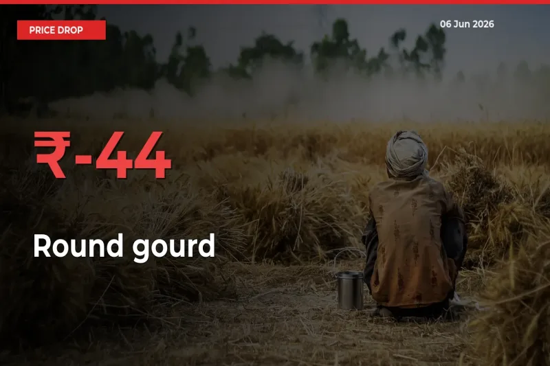 Farmers Alert as Round gourd Prices Slide 44.13% in Local Mandis