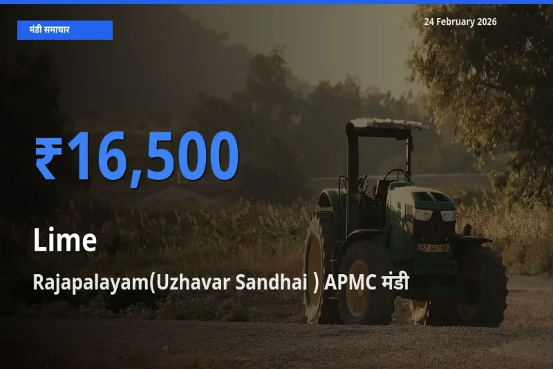 बाज़ार संकेत: Rajapalayam(Uzhavar Sandhai ) APMC बना Lime के लिए आज की टॉप मंडी