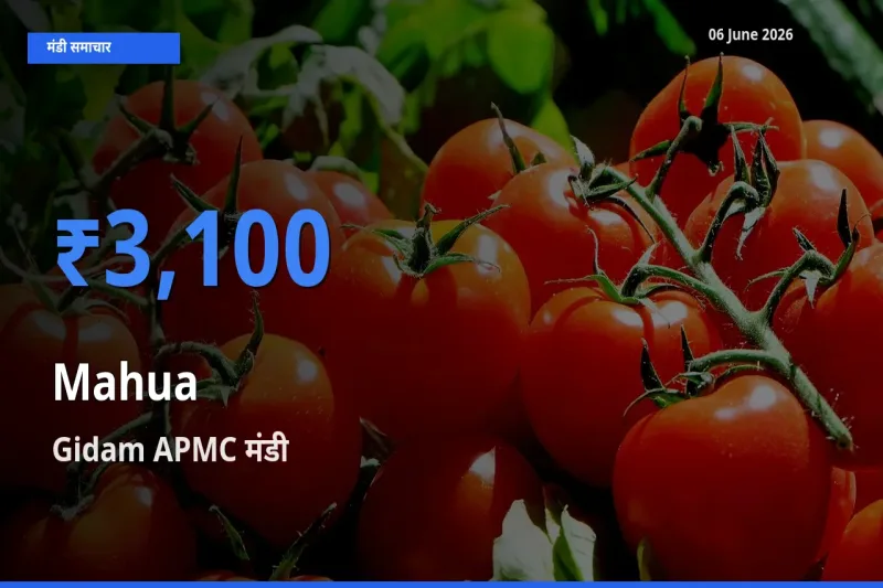 आज का मंडी भाव: महुआ के सबसे ज़्यादा दाम Gidam APMC में