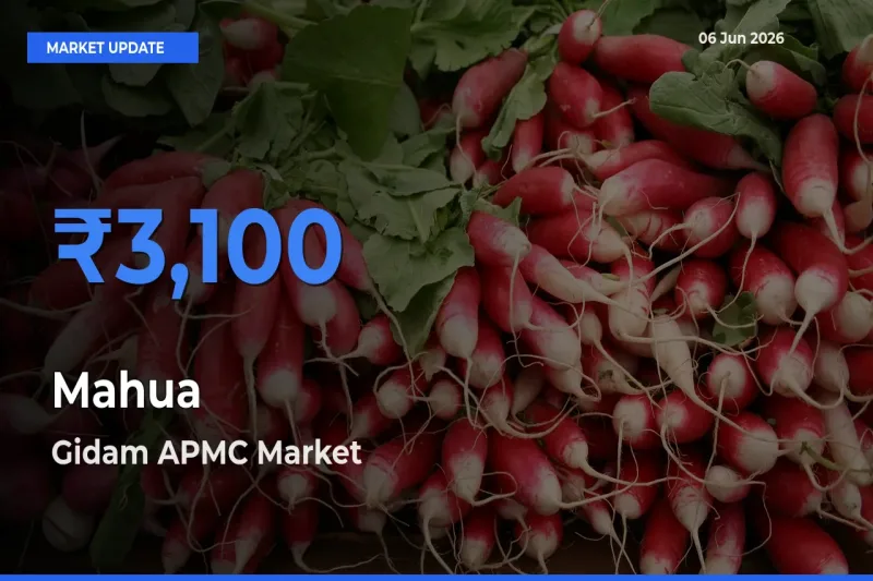 Top Performer! Gidam APMC Offers Best Mahua Price Today