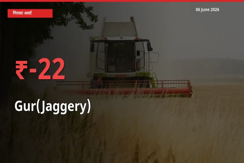 आज का मंडी भाव: गुड़ के दाम मंडी में 22.29% नीचे