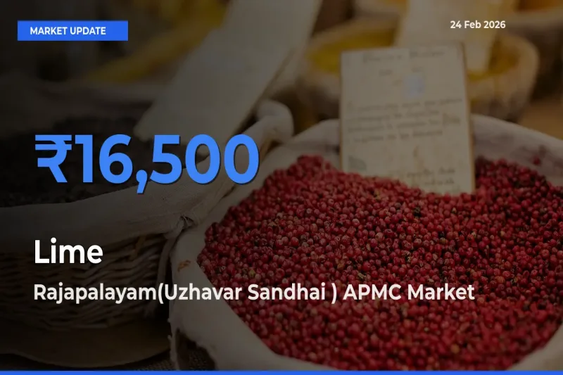 Lime Mandi Rate Today: Rajapalayam(Uzhavar Sandhai ) APMC Tops the List