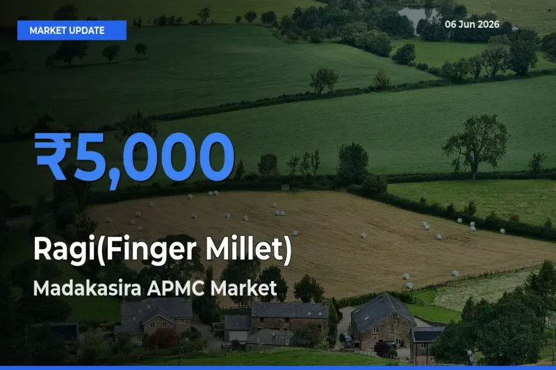 Madakasira APMC Tops Ragi(Finger Millet) Rates – June 06 Market Update