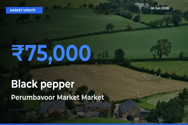 Perumbavoor Market Offers ₹75,000 – Highest Black pepper Rate Today