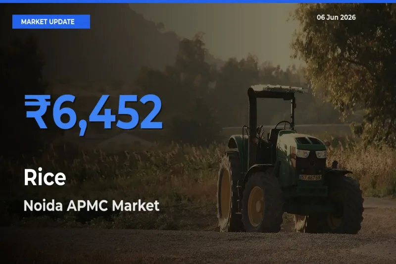 Noida APMC Records Highest ₹6,452 Rate for Rice