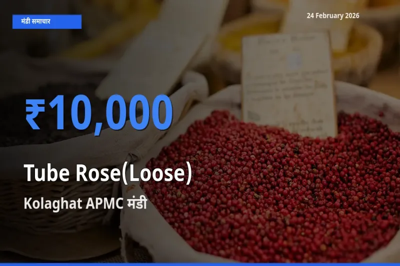 किसानों की पसंद बना Kolaghat APMC, Tube Rose(Loose) के सबसे अच्छे दाम