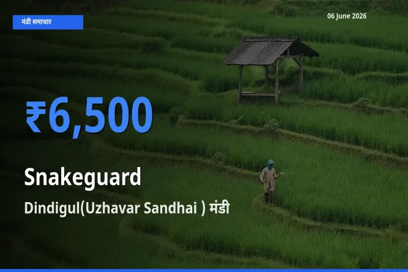 आज चिचिंडा (नागफनी लौकी) के सबसे ज़्यादा दाम Dindigul(Uzhavar Sandhai ) मंडी में दर्ज