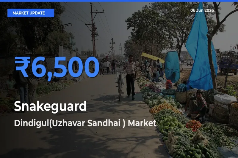 Top Performer! Dindigul(Uzhavar Sandhai ) Offers Best Snakeguard Price Today
