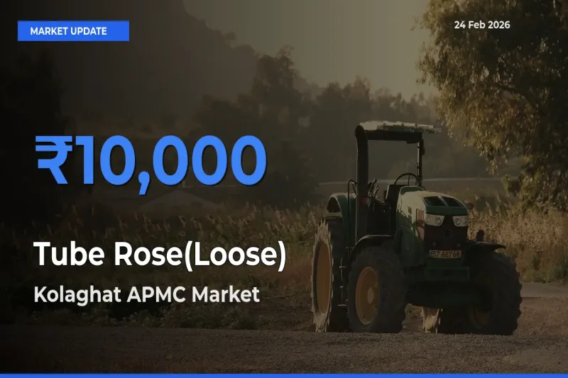 Farmers Prefer Kolaghat APMC as Tube Rose(Loose) Hits Highest Rate