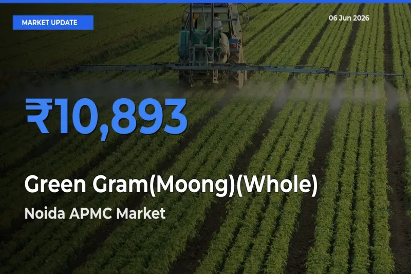 Noida APMC Tops Green Gram(Moong)(Whole) Mandi Rates Today
