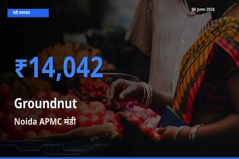 Noida APMC मंडी में आज मूंगफली के सबसे ऊँचे दाम दर्ज