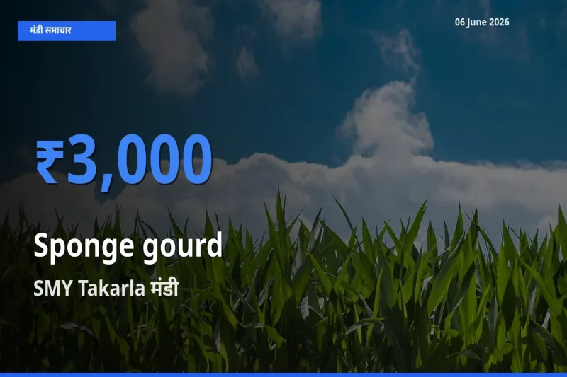 बाज़ार संकेत: SMY Takarla बना तोरई (नेनुआ) के लिए आज की टॉप मंडी